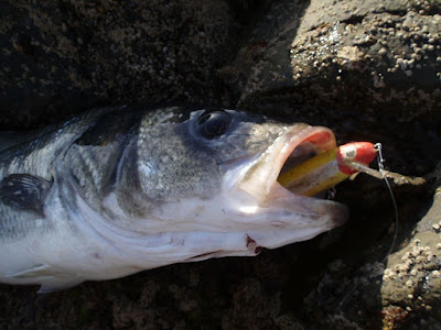 PESCANDO AL AMANECER: FABRICACION DE UN SEÑUELO DE MADERA